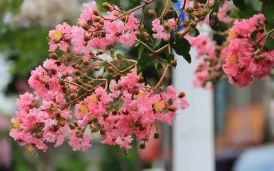 十种景观树种，打造最美的园林庭院景观