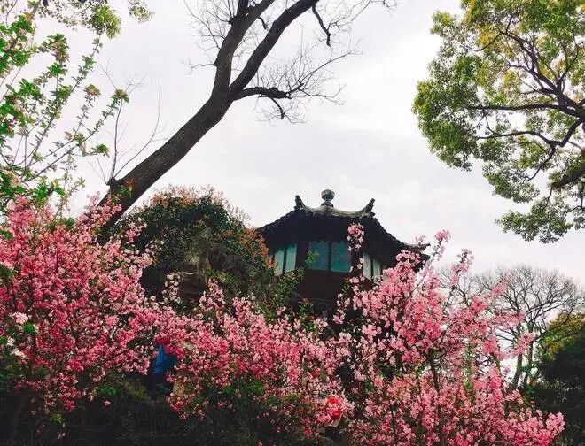 十种景观树种，打造最美的园林庭院景观