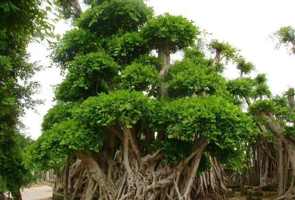 十种景观树种，打造最美的园林庭院景观