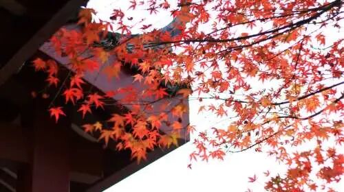 十种景观树种，打造最美的园林庭院景观