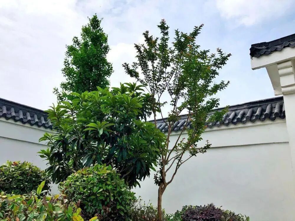 十种景观树种，打造最美的园林庭院景观