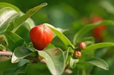 十种景观树种，打造最美的园林庭院景观