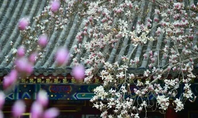 十种景观树种，打造最美的园林庭院景观