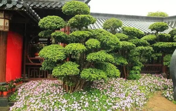 十种景观树种，打造最美的园林庭院景观