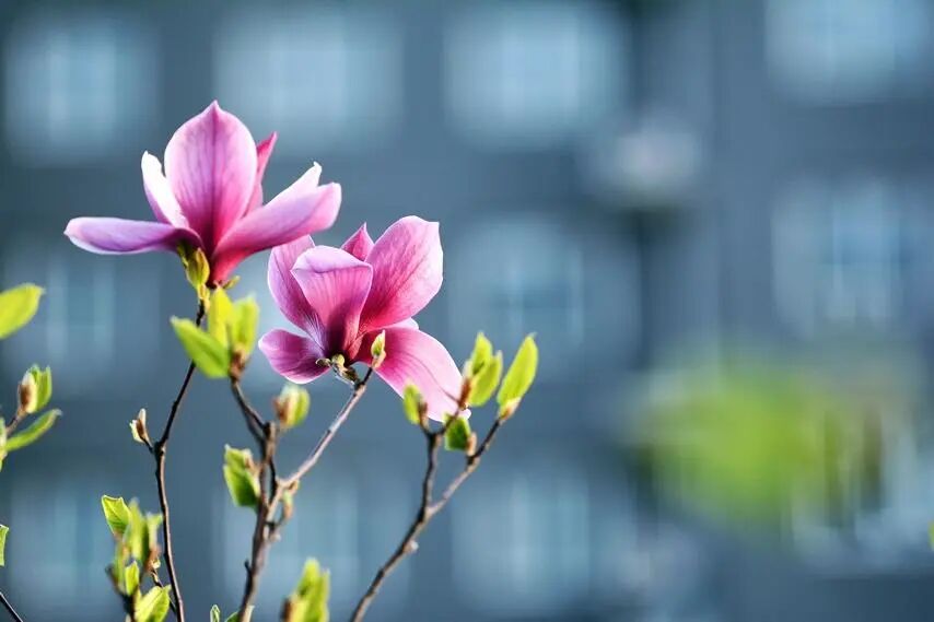 十种景观树种，打造最美的园林庭院景观