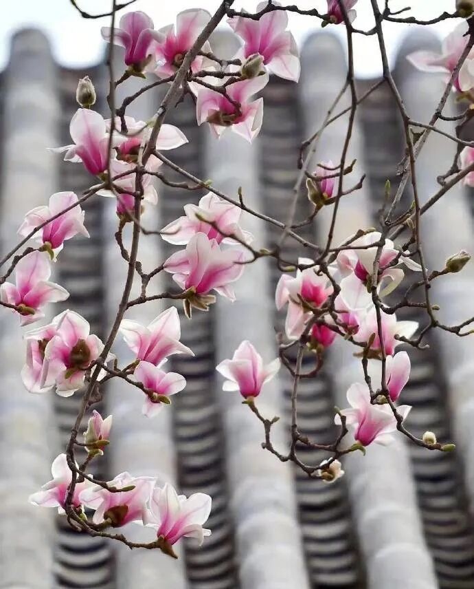 十种景观树种，打造最美的园林庭院景观