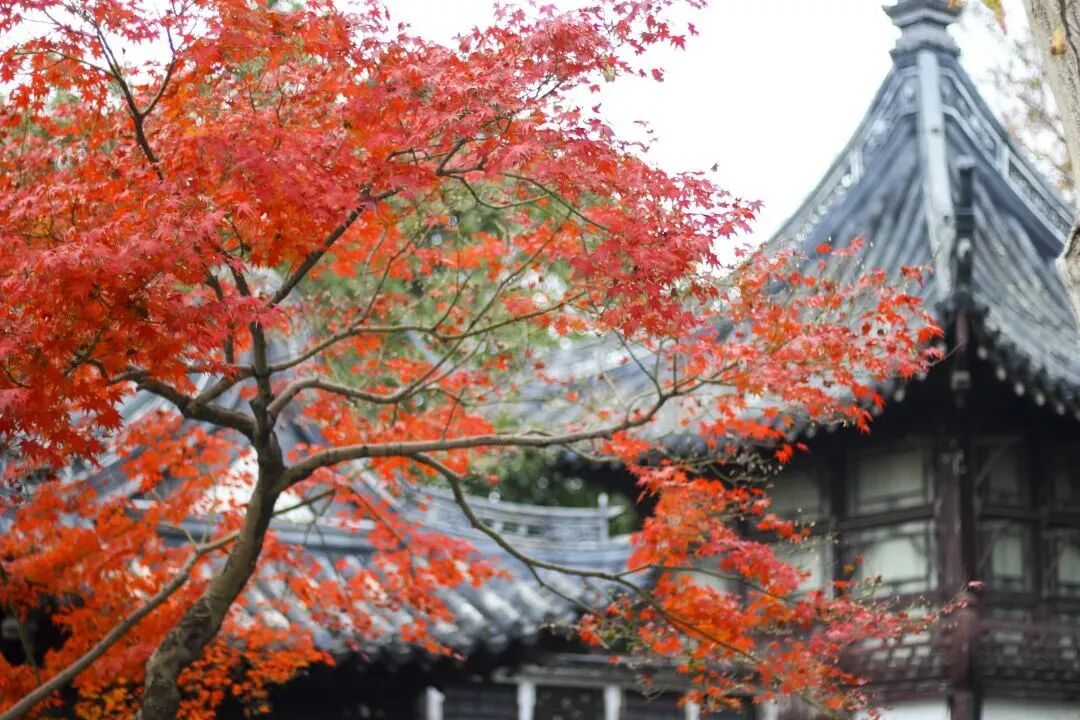 十种景观树种，打造最美的园林庭院景观