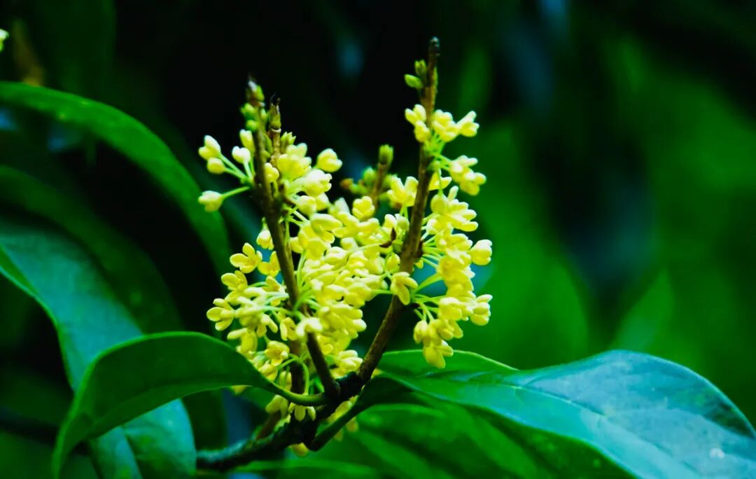 十种景观树种，打造最美的园林庭院景观