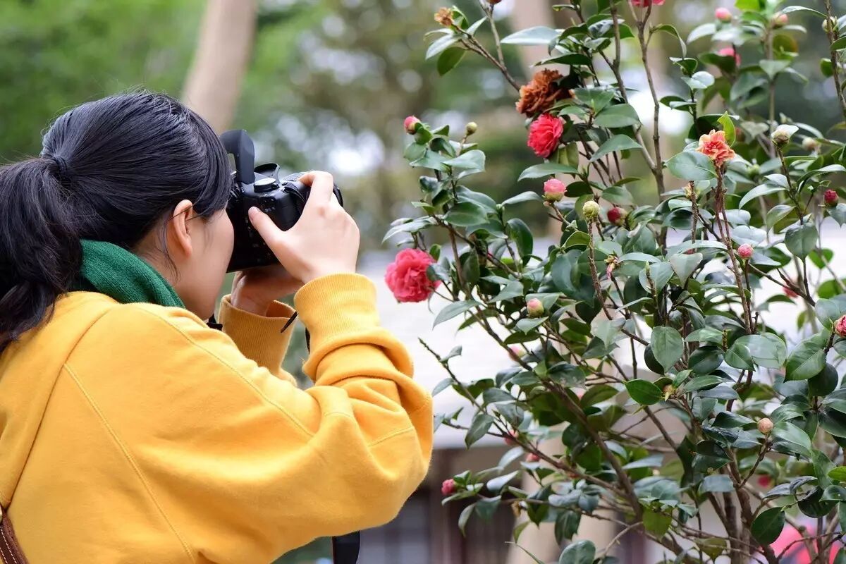《本草》植物志之山茶花:雪里开花到春晚,世间耐久孰如君
