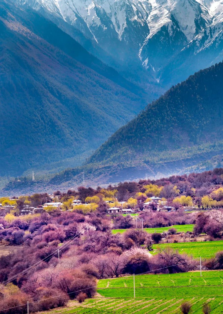 西藏的春天叫林芝