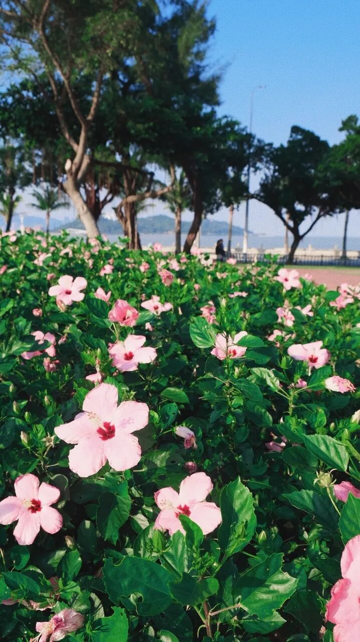 这个沿海小城是外国人最爱的中国城市NO.1，秒杀三亚，远超厦门，国内却榜上无名