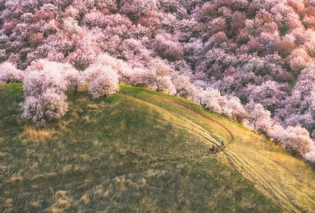 南疆是一種病，不去治不好；北疆是一種癮，去過戒不掉 旅遊 第7張