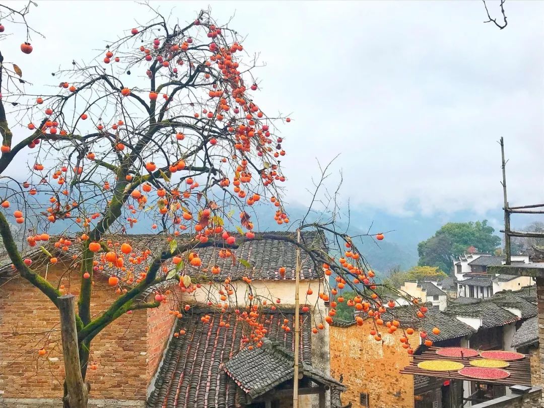 有一種秋天，叫婺源 旅遊 第16張