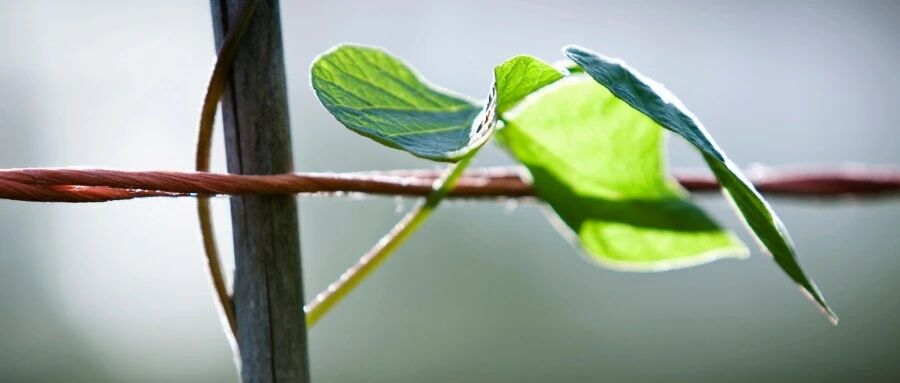 调理身体是一个曲折向上的过程 | 说说我喝中药的这两年