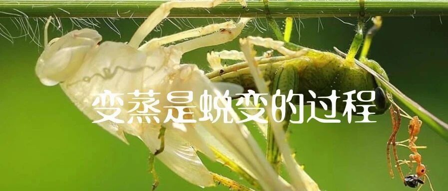 孩子生理性发烧（蒸变）就是身体蜕变的过程