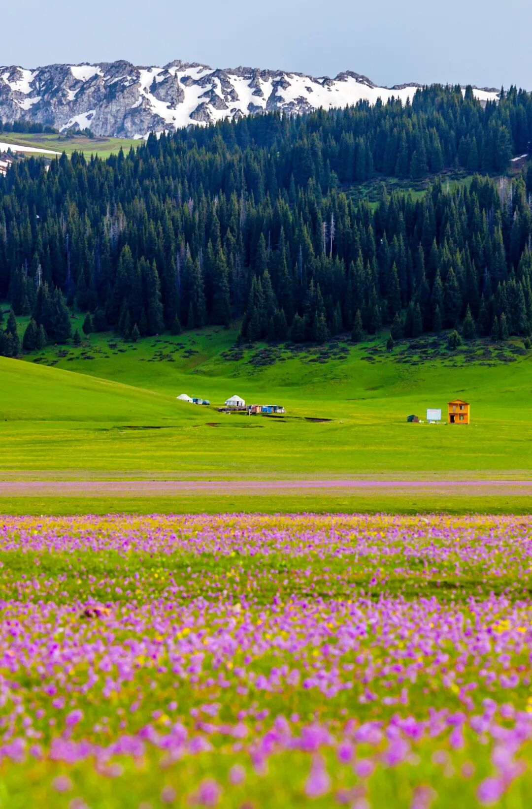 看遍世间草原 唯独新疆喀拉峻最美 柠檬资讯