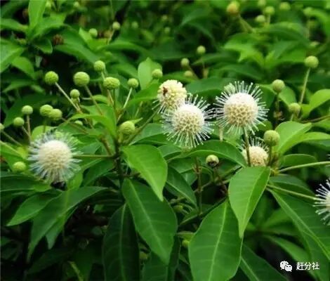 水杨柳的功效——清热利湿,解毒消肿