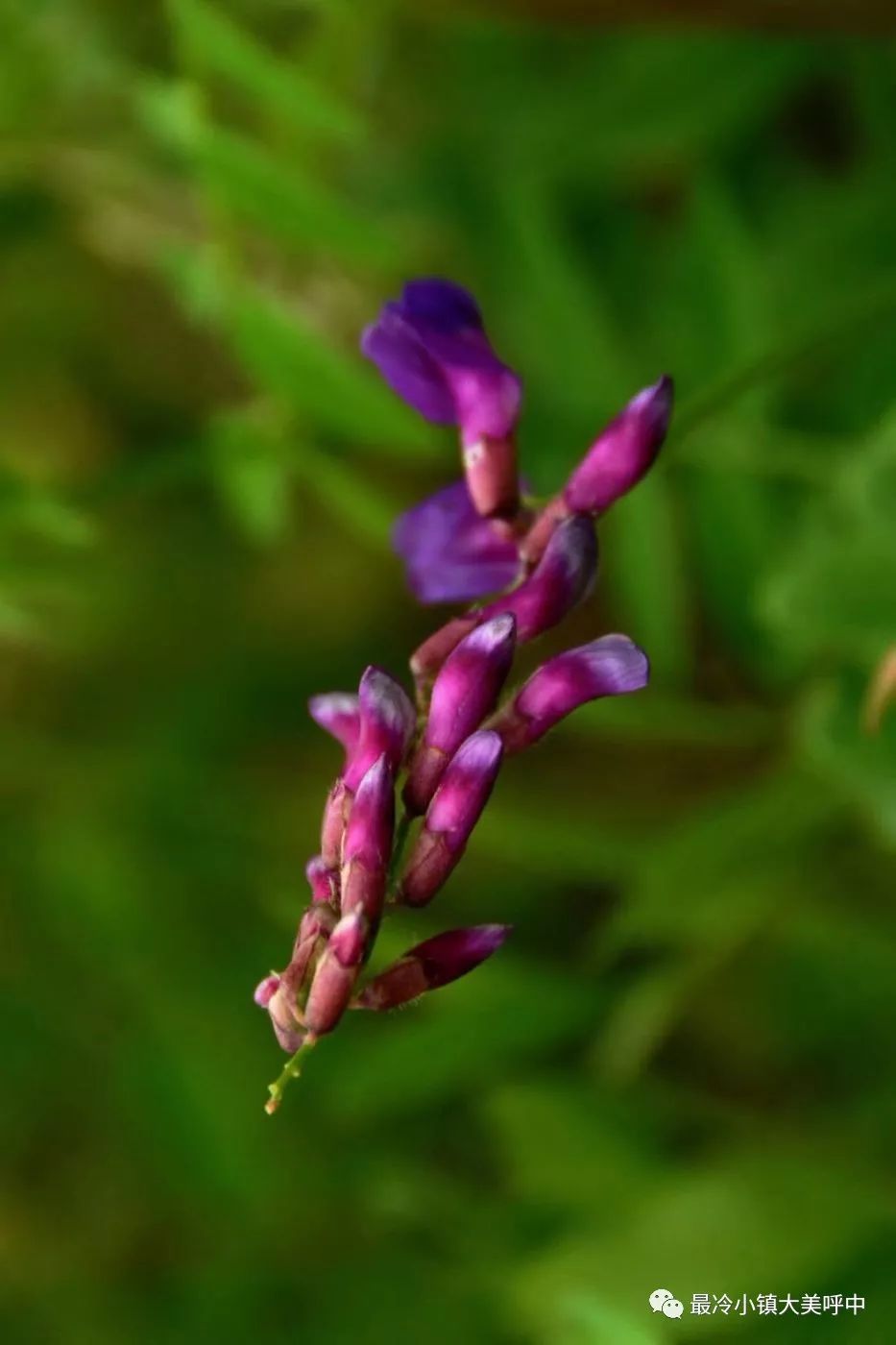 原创 小镇盛夏 蝶虫飞舞 花果飘香 最冷小镇大美呼中 微信公众号文章阅读 Wemp