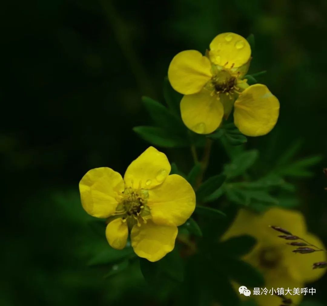 原创 小镇盛夏 蝶虫飞舞 花果飘香 最冷小镇大美呼中 微信公众号文章阅读 Wemp