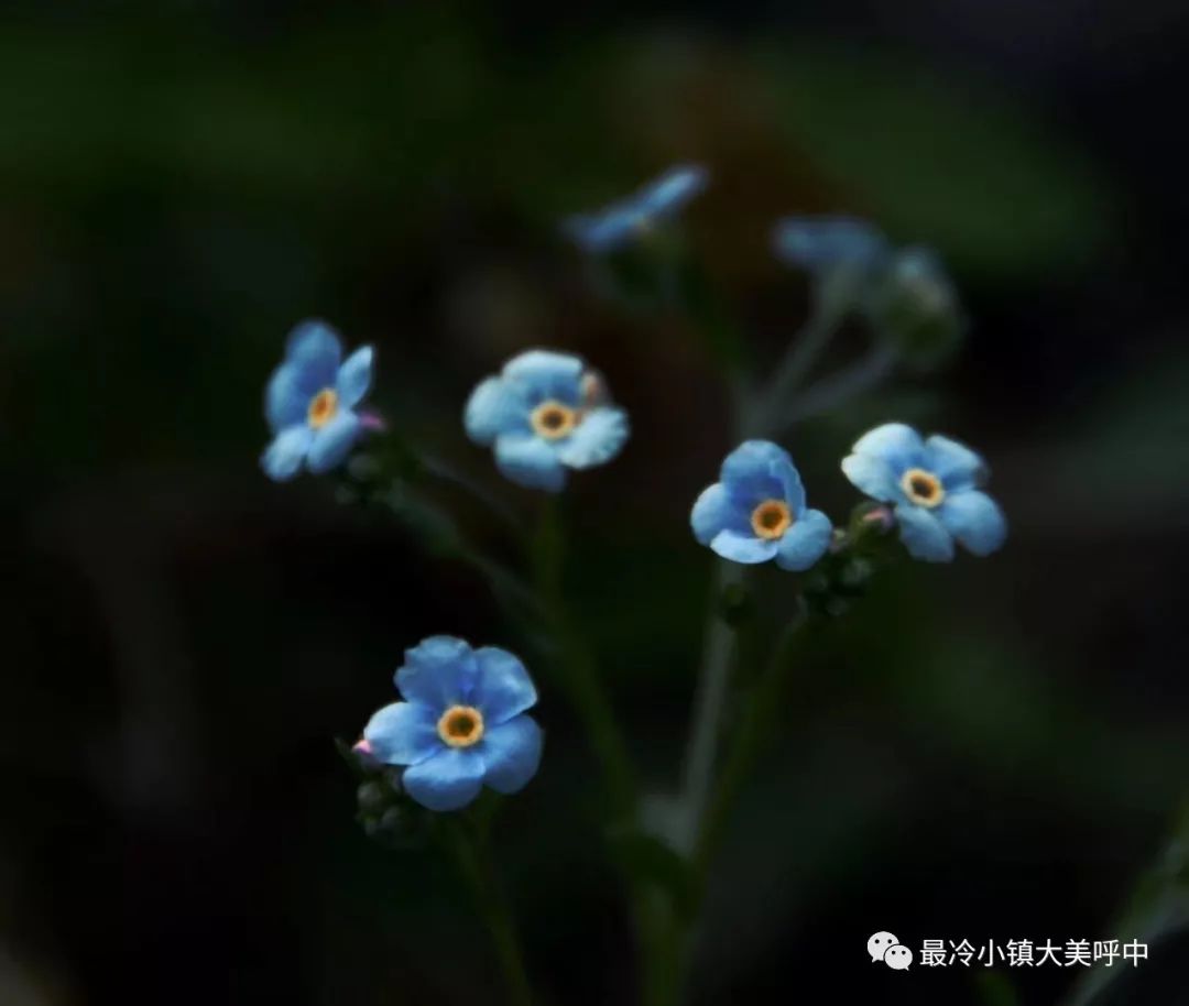 原创 小镇盛夏 蝶虫飞舞 花果飘香 最冷小镇大美呼中 微信公众号文章阅读 Wemp