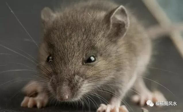 创业邦创业项目_创业基础 创业项目_属鼠人的创业项目