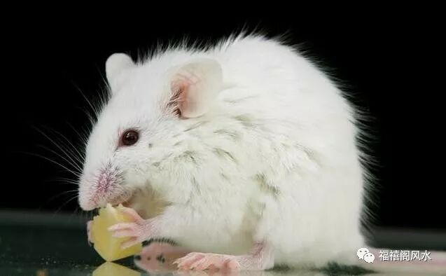 创业基础 创业项目_属鼠人的创业项目_创业邦创业项目