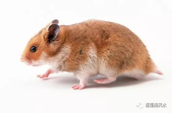 创业邦创业项目_属鼠人的创业项目_创业基础 创业项目