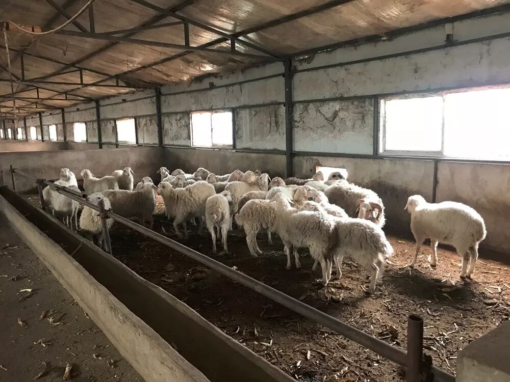 养殖场是一个家庭的收入来源,本应可以以经营养殖场快快乐乐的生活