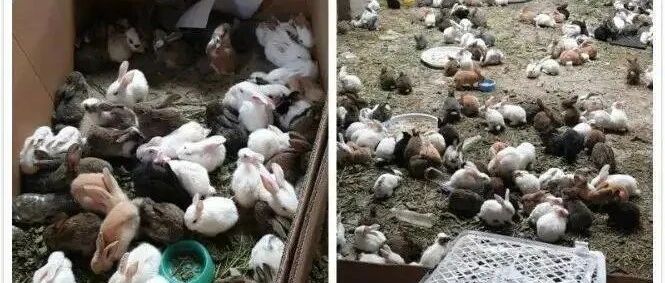 数千只宠物滞留物流园死亡，现韵达快递单！最新回应