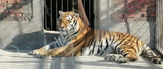两只老虎咬死饲养员外逃被击毙，河南淅川县回应三大疑问