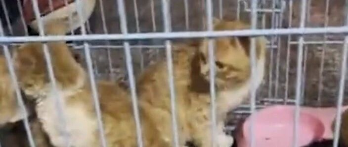湖南永州市场现宰活猫售卖 律师：没有法律规定不能吃