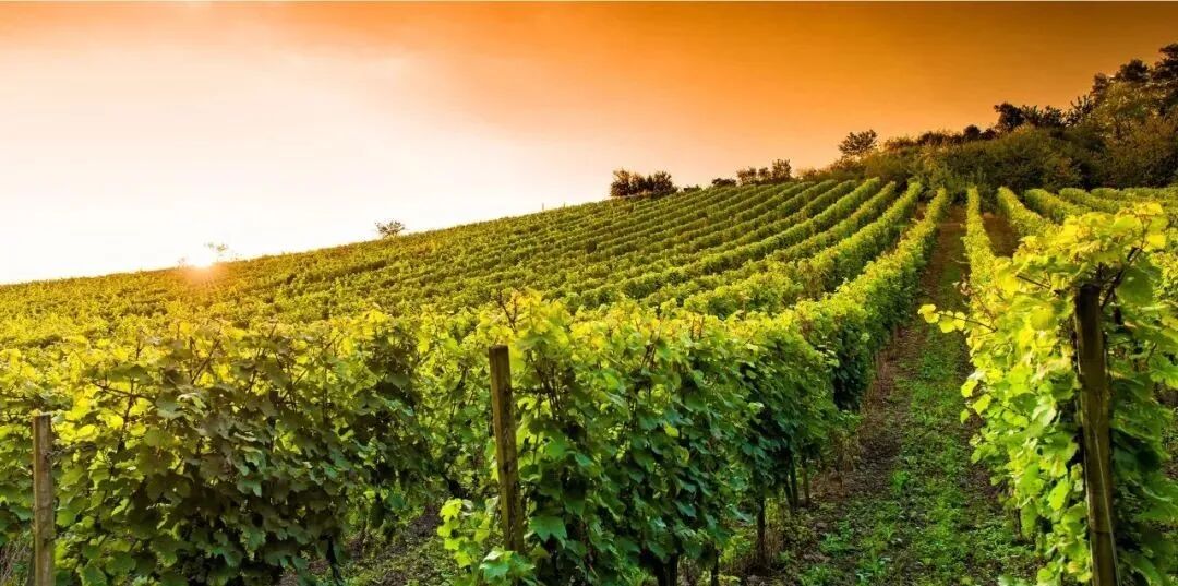 意大利农业为何能闻名世界