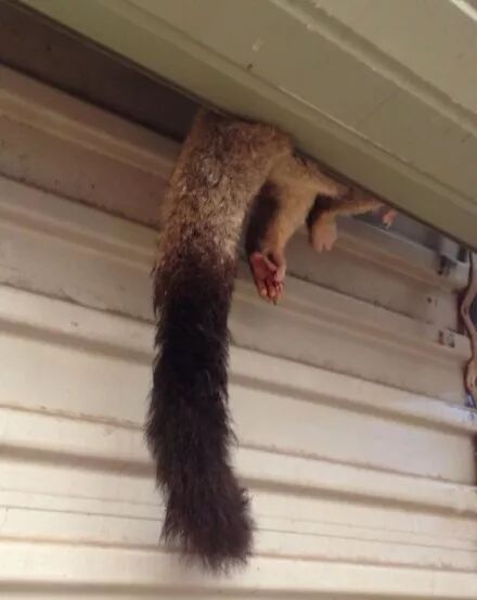 聊聊澳洲的特有动物possum 它也会瞪着的大眼睛看着你 Soasydneyonair 微信公众号文章阅读 Wemp