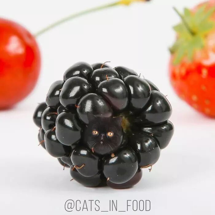 竟然有如此高等的吸貓方法，還不快用Ps操作一下！ 寵物 第19張