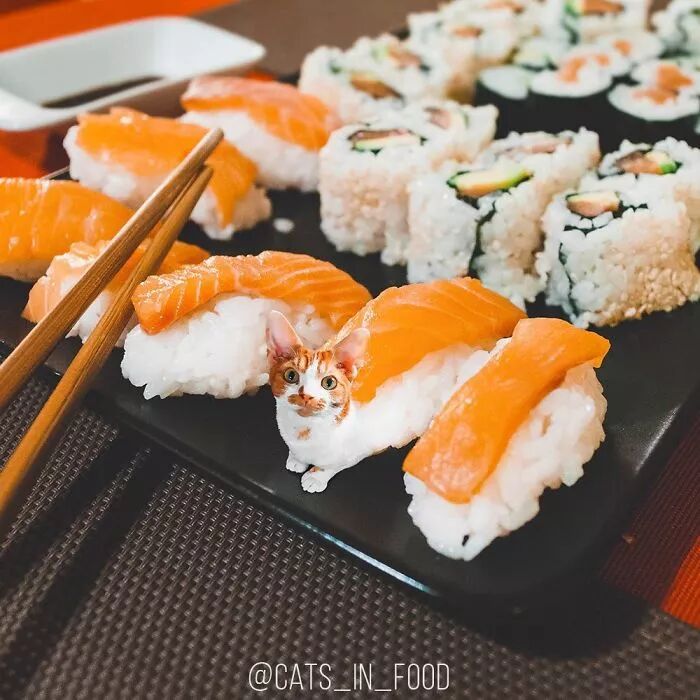 竟然有如此高等的吸貓方法，還不快用Ps操作一下！ 寵物 第7張