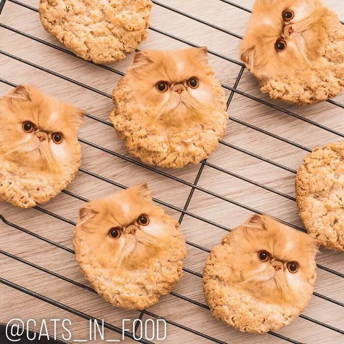 竟然有如此高等的吸貓方法，還不快用Ps操作一下！ 寵物 第9張