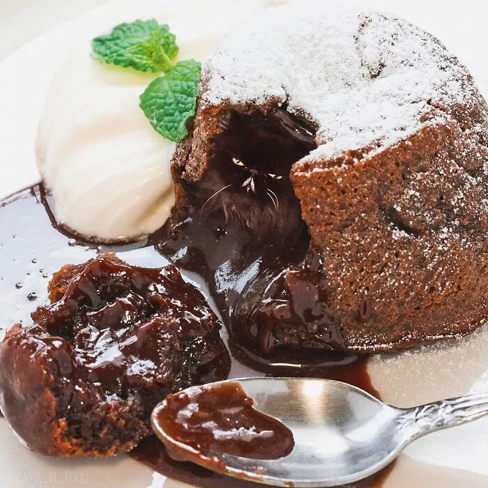 竟然有如此高等的吸貓方法，還不快用Ps操作一下！ 寵物 第4張