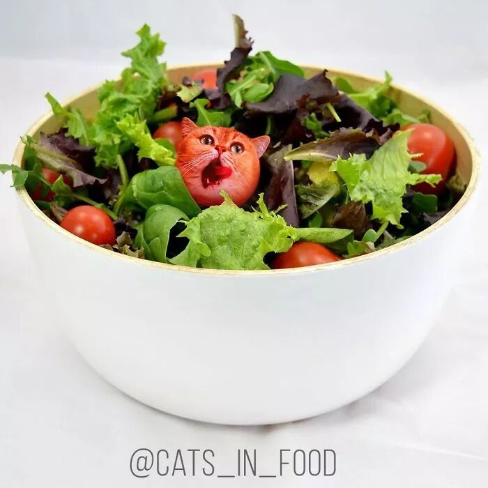 竟然有如此高等的吸貓方法，還不快用Ps操作一下！ 寵物 第14張