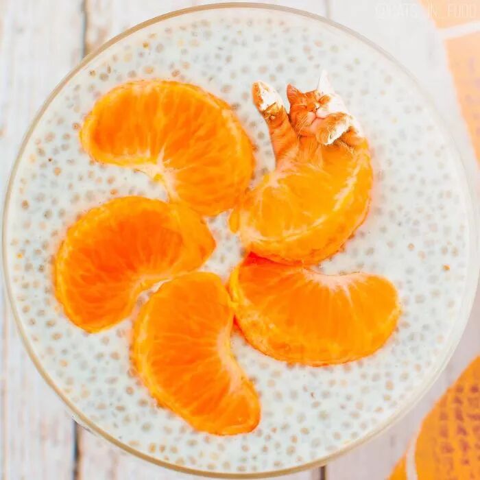 竟然有如此高等的吸貓方法，還不快用Ps操作一下！ 寵物 第10張