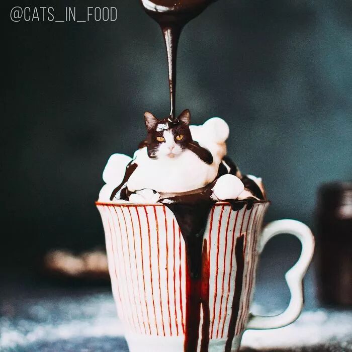 竟然有如此高等的吸貓方法，還不快用Ps操作一下！ 寵物 第8張