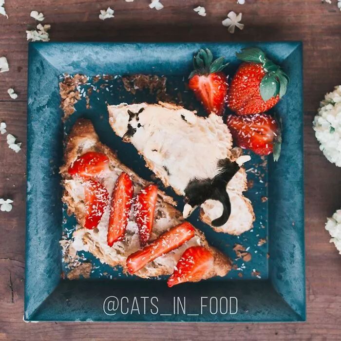 竟然有如此高等的吸貓方法，還不快用Ps操作一下！ 寵物 第17張