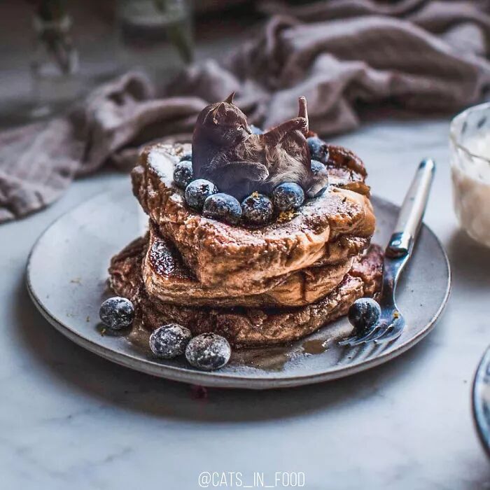 竟然有如此高等的吸貓方法，還不快用Ps操作一下！ 寵物 第13張