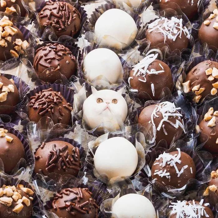 竟然有如此高等的吸貓方法，還不快用Ps操作一下！ 寵物 第6張