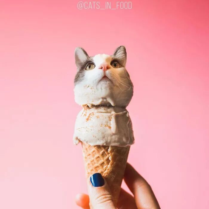 竟然有如此高等的吸貓方法，還不快用Ps操作一下！ 寵物 第20張