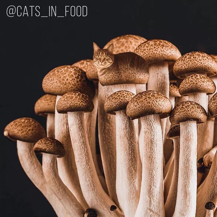 竟然有如此高等的吸貓方法，還不快用Ps操作一下！ 寵物 第5張