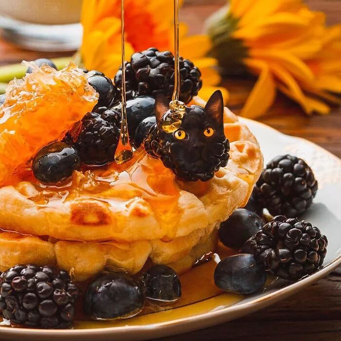 竟然有如此高等的吸貓方法，還不快用Ps操作一下！ 寵物 第23張