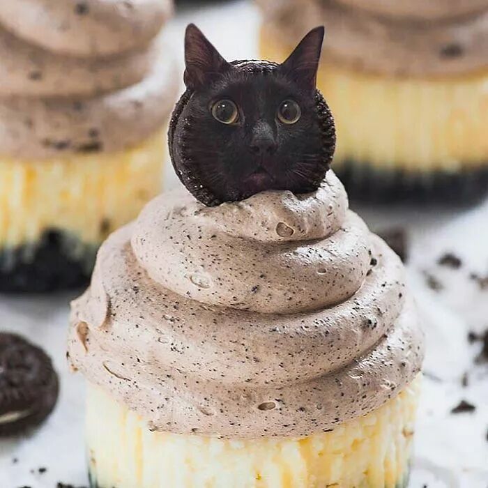 竟然有如此高等的吸貓方法，還不快用Ps操作一下！ 寵物 第12張