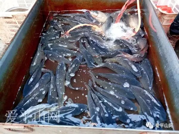 腊月平山活鱼市场价格