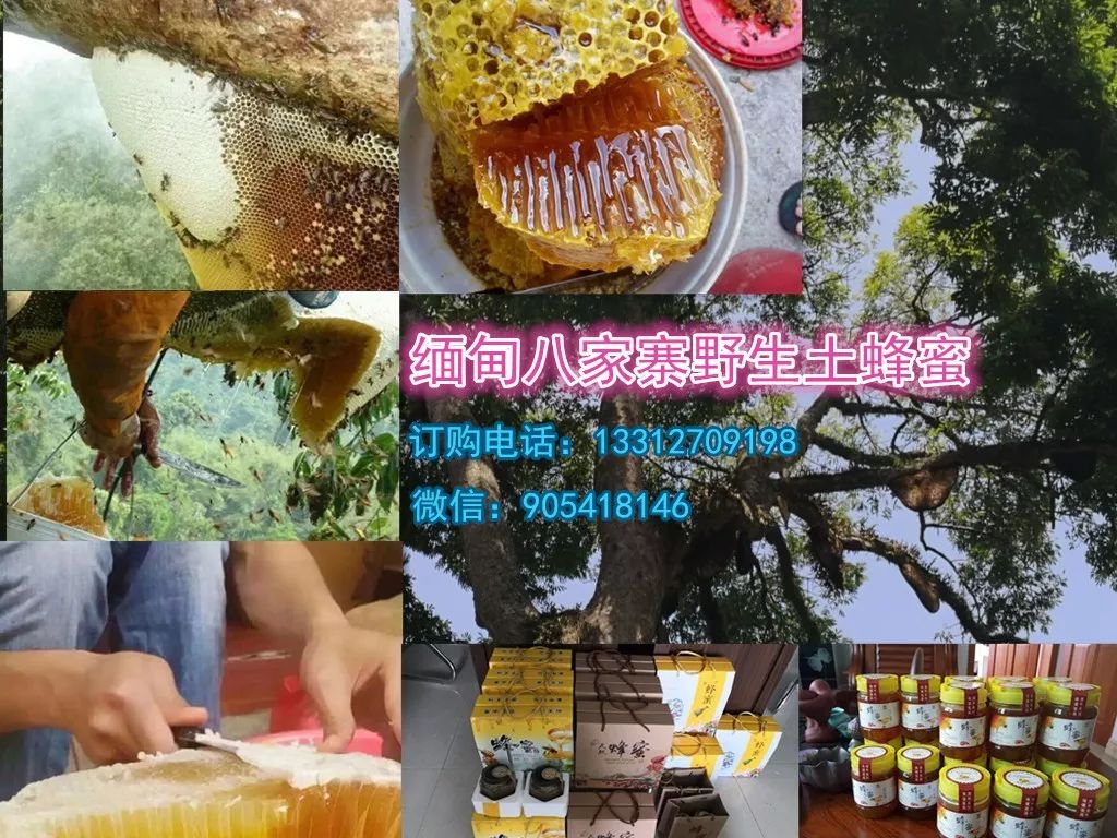 缅甸血琥珀_缅甸琥珀血珀的功效与作用_缅甸琥珀血红茶和血珀区别