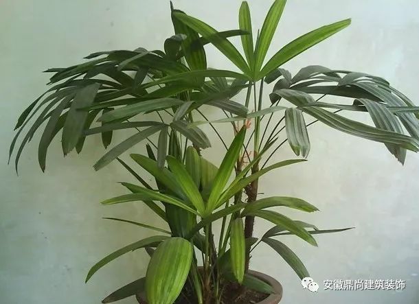 刚装修的房子放什么植物?